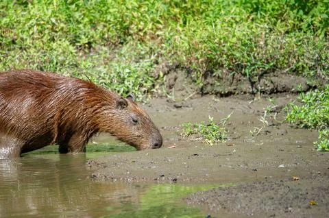 A capybara steps out of a puddle Stock Photos