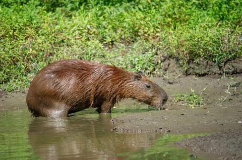 A capybara steps out of a puddle Stock Photos