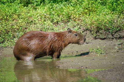 A capybara steps out of a puddle Stock Photos