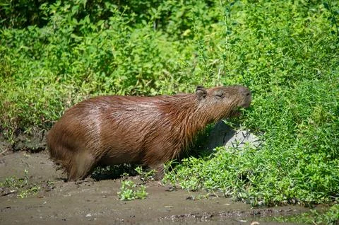 A capybara steps out of a puddle Stock Photos
