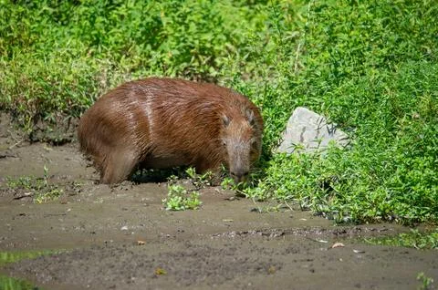 A capybara steps out of a puddle Stock Photos