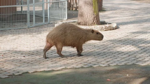 Capybara strolls leisurely. Sunlit path showcases relaxed capybara walking Stock Footage 330155896