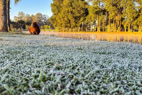 Capybara in the sunlight, in a park that can be seen in the background, on a Stock Photos