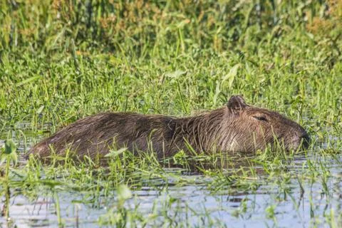 Capybara in the swamp Stock Photos