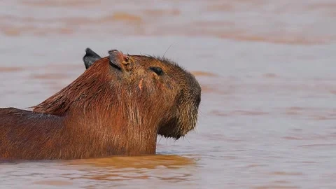Capybara Swimming in River Video stock 323142996
