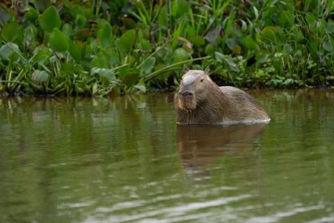 Capybara swimming in river Stock Photos