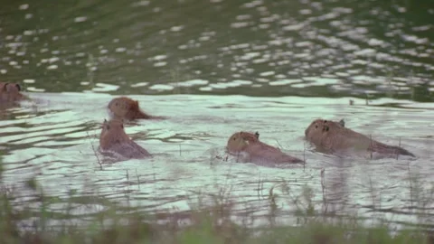 Capybara swimming in water Stock Footage 276792803
