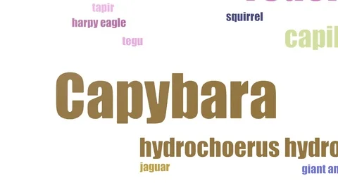 Capybara Tag Cloud Animated On White Background Stock Footage 107211686