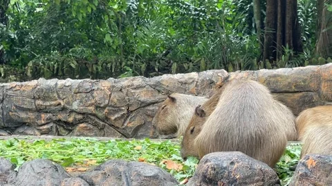 Capybara Turning To Pick Up Green Leaf And Chewing In Zoo Negara Malaysia Stock Footage 316237791