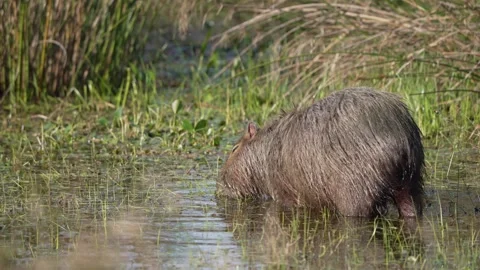 Capybara Wading and Grazing in Shallow Marsh, Ibera Wetlands Argentina Stock Footage 342073485
