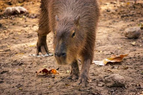 Capybara walking around Stock Photos
