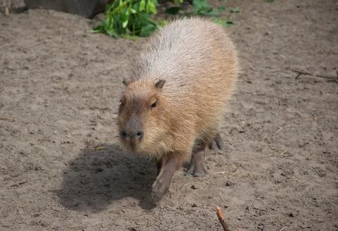 Capybara Walking on Sandy Ground in Zoo, Natural Habitat During Daytime Stock Photos
