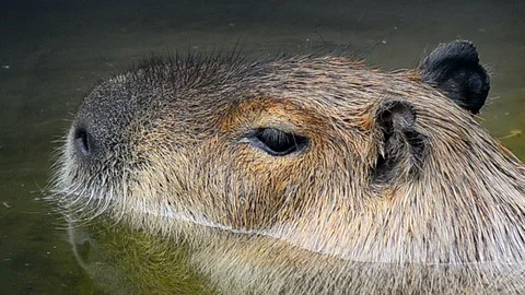 Capybara in water Video stock 89744655