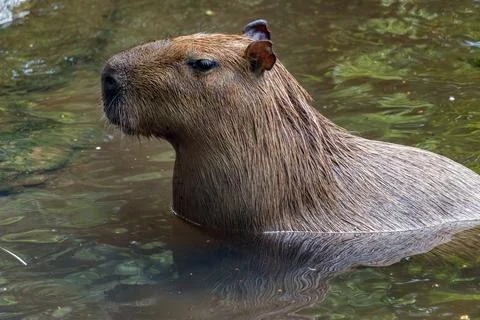 Capybara in the water Stock Photos
