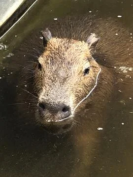 Capybara in water Stock Photos