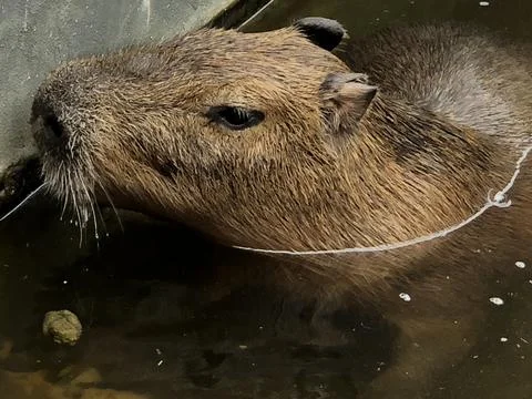 Capybara in water from side Stock Photos