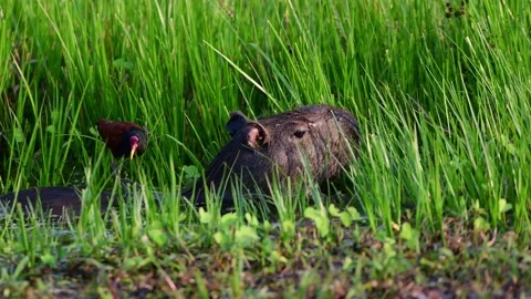 Capybara with wattled jacana pecking on it Stock Footage 160930333