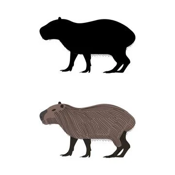 Capybara on white Stock Illustration