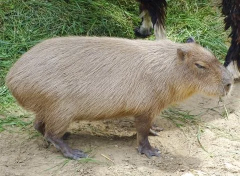 Capybara at the zoo during the summer Stock Photos