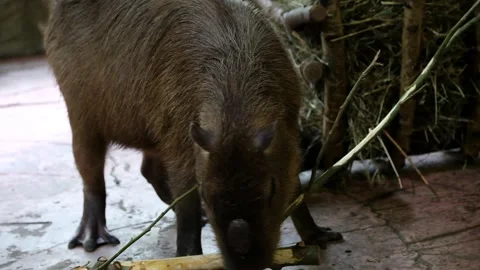 A capybara at the zoo eats the bark of a branch. Nizhny Novgorod Zoo. Russia Stock Footage 274983172