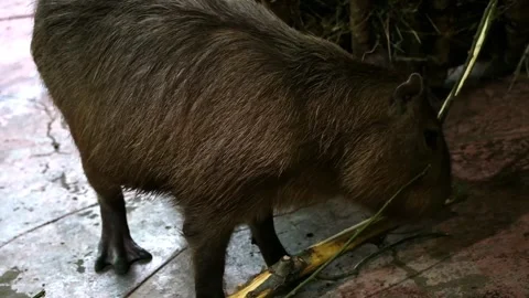 A capybara at the zoo eats the bark of a branch. Nizhny Novgorod Zoo. Russia Video stock 274983195