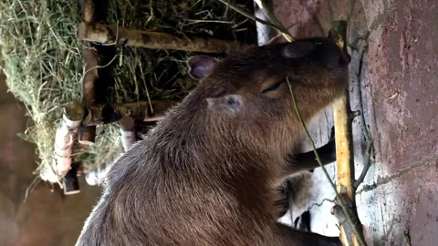 A capybara at the zoo eats the bark of a branch. Nizhny Novgorod Zoo. Russia Stock Footage 274983218