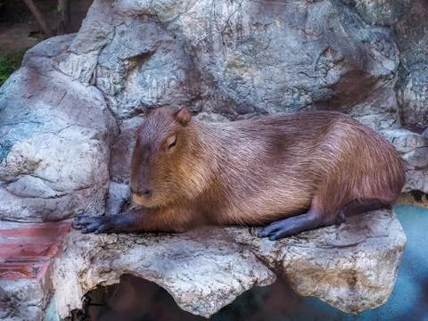 Capybara at the zoo Foto stock