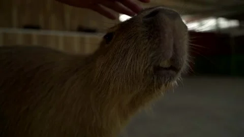 Capybara in zoo stroked by human Video stock 243405498