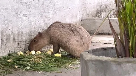 Capybara1 Stock Footage 326079421