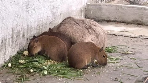 Capybara3 Stock Footage 326079422