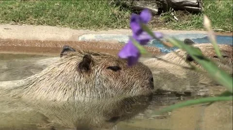 Capybara's Cooling Off In Water Stock Footage 12046098