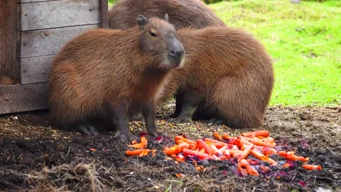 Capybaras eats carrots in zoo Stock Footage 214657078