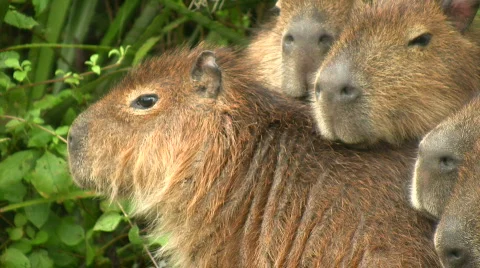 Capybaras 库存影片 475666