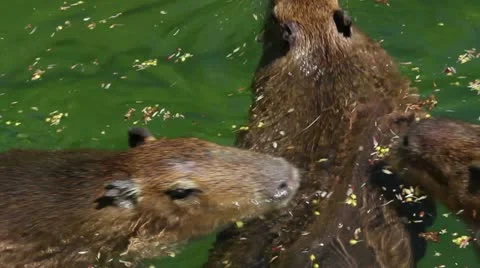 Capybaras Stock Footage 20586965