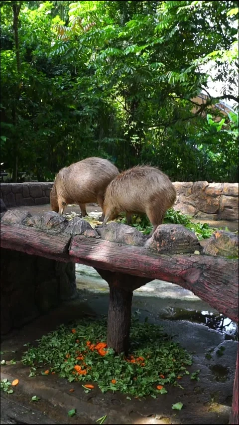 Capybaras Stock Footage 317998720
