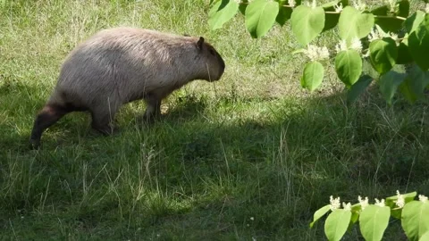 Capybara's Green Paradise Stroll Stock Footage 293741000