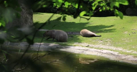 Capybaras napping by the pond in summer shade, motionless and calm Stock Footage 319796026