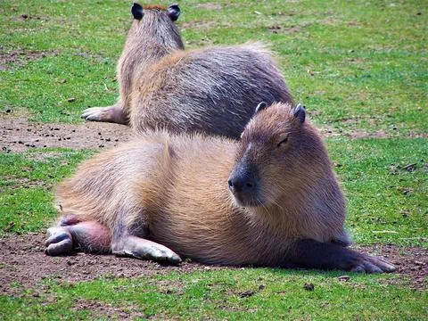 Capybaras relaxing Stock Photos