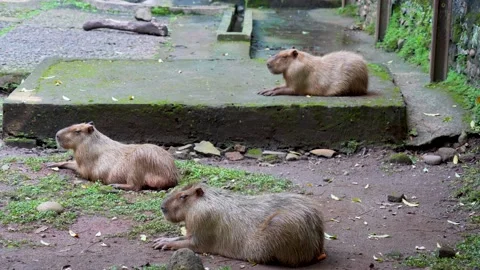 Capybaras rest relaxed on the ground. Stock Footage 329385371