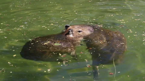 Capybaras swim Video stock 5186280