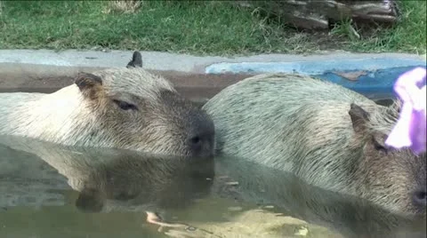 Capybara's in Water Stock Footage 12045259