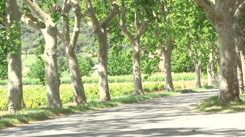 CAR ALONG TREE-LINED AVENUE, VAR, SOUTH OF FRANCE Vídeo Stock 45734033