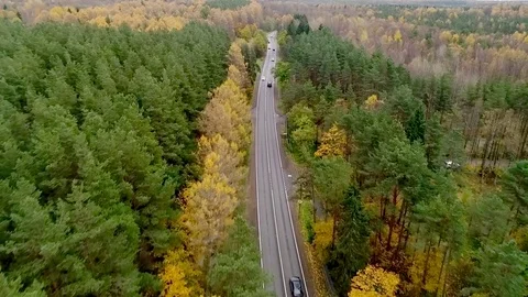 Car Autumn Forest Stock Footage 81303182