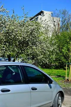 The car on a background of a blossoming tree on a spring day. Summer. Day. Stock Photos