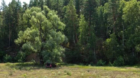 Car on big tree Foto stock