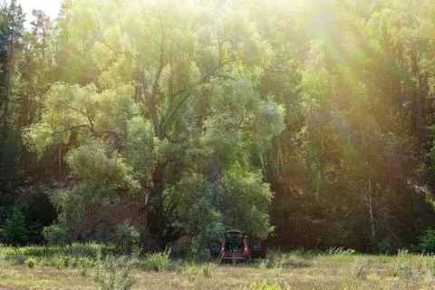 Car on big tree Stock Photos
