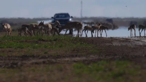 Car is blocked by saigas herd Stock Footage 269073067