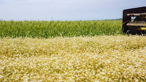The car breaks the flowers of chamomile with the help of a drum Stock Footage 91626387