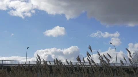 Car Bridge View Through the Grass Apera Plants Are Swaying at the Wind Cars Are Video stock 60888920
