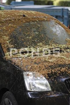 A Car Covered With Lime-Tree Blossoms